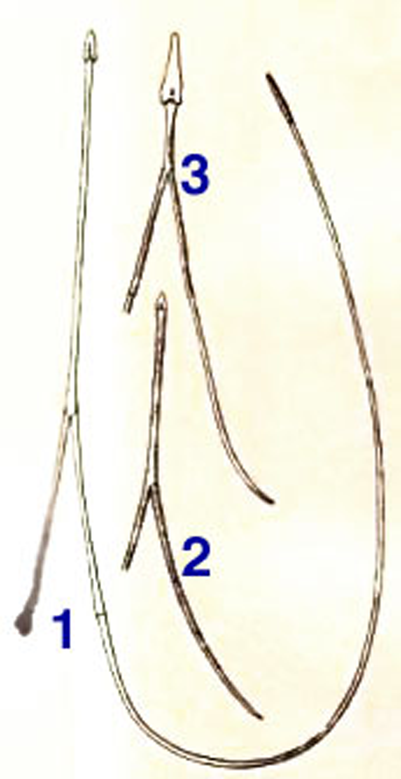 Görsel 5: 1) Colaptes auratus yetişkinine ait hyoid. 2) Yeni doğmuş Colaptes auratus türüne ait hyoid. 3) Syphyrapicus varius nuchalis yetişkinine ait hyoid.