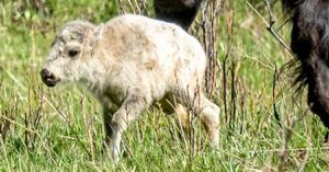 Rare White Buffalo Calf Birth Sparks Cultural Celebration In Yellowstone