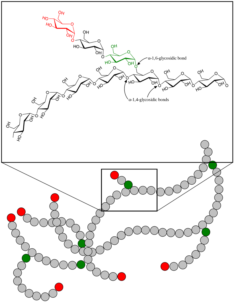 Görselin üst kısmında bağların nasıl kurulduğu gösteriliyor. Alt kısımda ise, glikojen için kapalı bir çizim örneği verilmiştir.