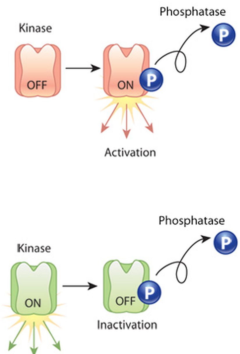 Bir proteinin fosforilasyonu onu aktif veya inaktif hale getirebilir. Fosforilasyon, bir proteini aktive edebilir (turuncu) veya inaktive edebilir (yeşil). Kinaz, proteinleri fosforile eden bir enzimdir. Fosfataz, proteinleri defosforile eden ve kinazın etkisini etkin bir şekilde geri alan bir enzimdir.