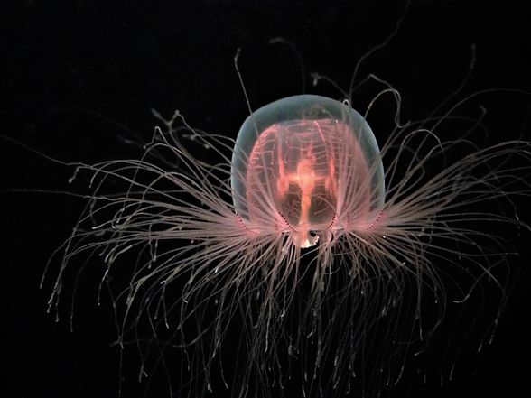 Ölümsüz denizanası (Turritopsis dohrnii)