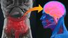 "Bağırsak Beyni" Nedir? Bağırsak Mikrobiyotası, Canlı Psikolojisini Etkileyebilir mi?