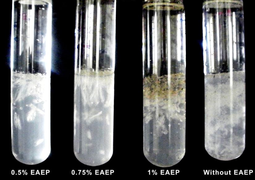 Farklı EAEP konsantrasyonlarına sahip jel ortamında strüvit kristallerinin gelişimi