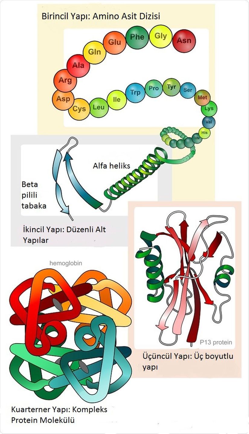 Proteinin 4 yapısı