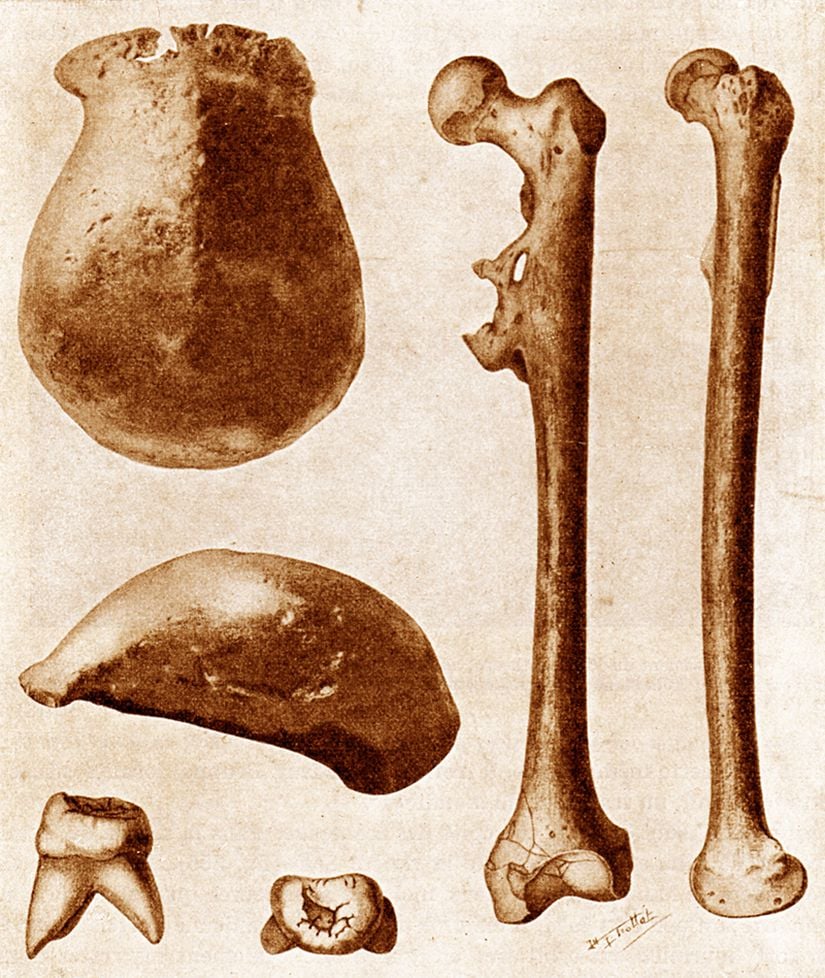 Java Adamı'nın üç ana fosili 1891-1892 yıllarında bulundu; kafatasının üst kısmı, bir azıdişi ve bir uyluk kemiği.