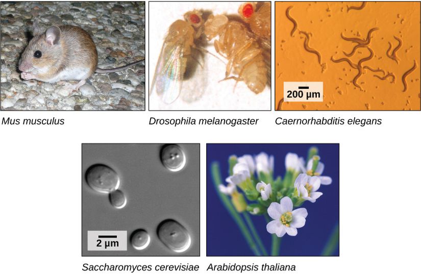 Çoğu temel araştırma, fare (Mus musculus), meyve sineği (Drosophila melanogaster), nematod (Caenorhabditis elegans), maya (Saccharomyces cerevisiae) ve fare kulağı teresi (Arabidopsis thaliana) gibi model organizmalarda gerçekleştirilmektedir.