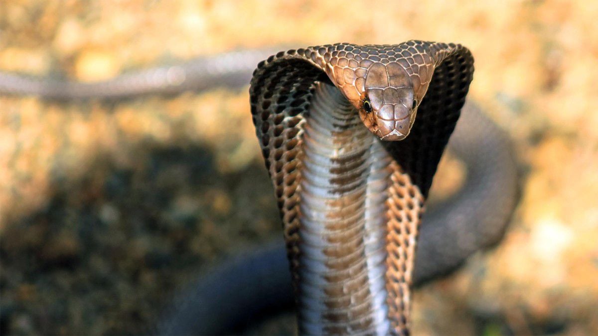 Hatalı İsimlendirilmiş ve Yanlış Bilinen Hayvanlar: Kral Kobra, Gerçekten Kobra mıdır? - Evrim Ağacı