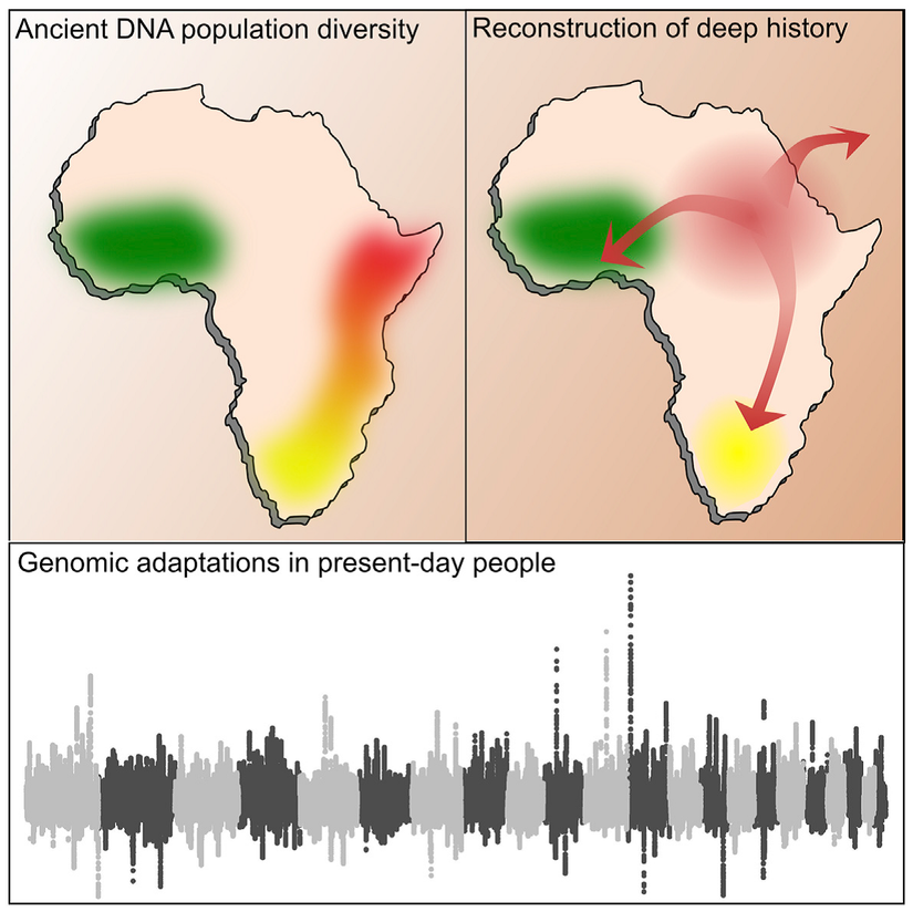 Görsel, Skoglund ve ekibinin bulgularını yansıtmaktadır. Çalışma süresince, Afrika topluluklarının tarih öncesi geçmişi 16 adet insan kalıntısının genom bazında incelenmesiyle araştırılmış ve soy hatlarıyla, diğer topluluklarla olan karışımlarla ve genomik adaptasyonlarla ilgili yeni bilgiler elde edilmiştir.