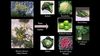 Vahşi Lahana Çiçeği, Yapay Seçilim Yoluyla Brokoliden Karnabahar Bitkisine Kadar Birçok Türe Evrimleşti!
