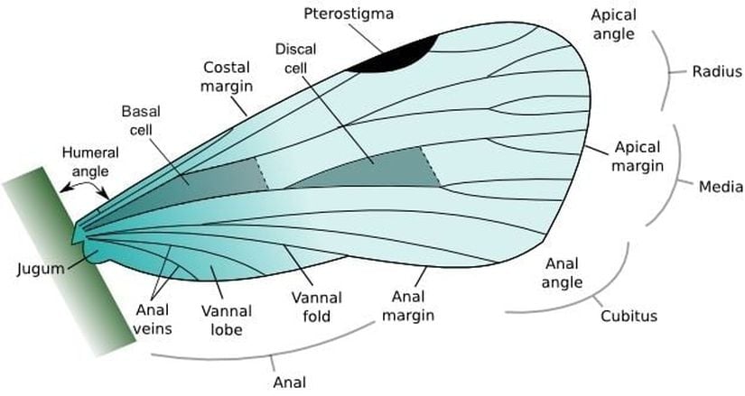 Kanatlardaki damar ağı nedeniyle ayrılan bölgelerin anatomisi.