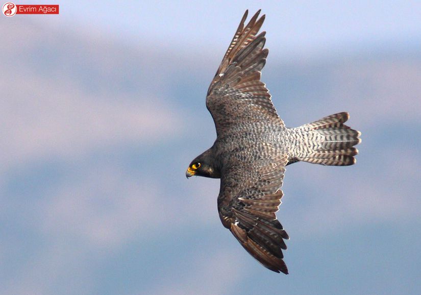 Gökdoğan Falco Peregrinus Evrim Ağacı