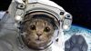Astronot Hayvanlar: Uzay Araştırmalarında Görev Alan Cesur Kahramanlar!