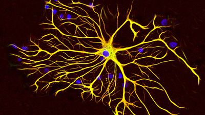 Beyinde 2 Yeni Gliya Hücresi Keşfedildi!