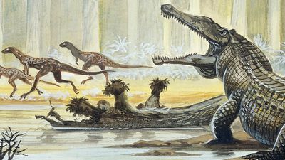 Sürüngen Evrimi: Adaptif Yayılım Yerine, Birikimli Seçilim, Sürüngenlerin Nasıl ve Ne Zaman Evrimleştiğini Daha İyi Açıklıyor!