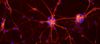 Nöronlar Ömür Boyu Yenilenir ve Büyürler!