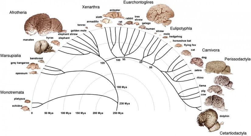 Filogenetik harita (Evrim Ağacı) üzerine oturtulan çok başarılı bir beyin büyüklüğü bilgisi...