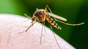 Eastern Equine Encephalitis Outbreak Raises Alarms