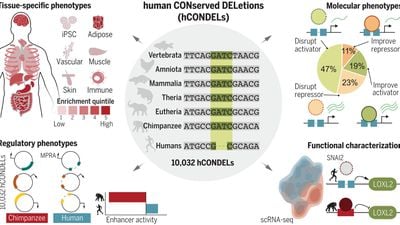 Bizi İnsan Yapan Şey, Genomumuzdan 