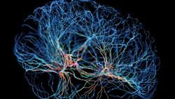 İnsan Beyin Hücreleriyle Güçlendirilmiş Yeni Bir Bilgi İşlem Alanı: