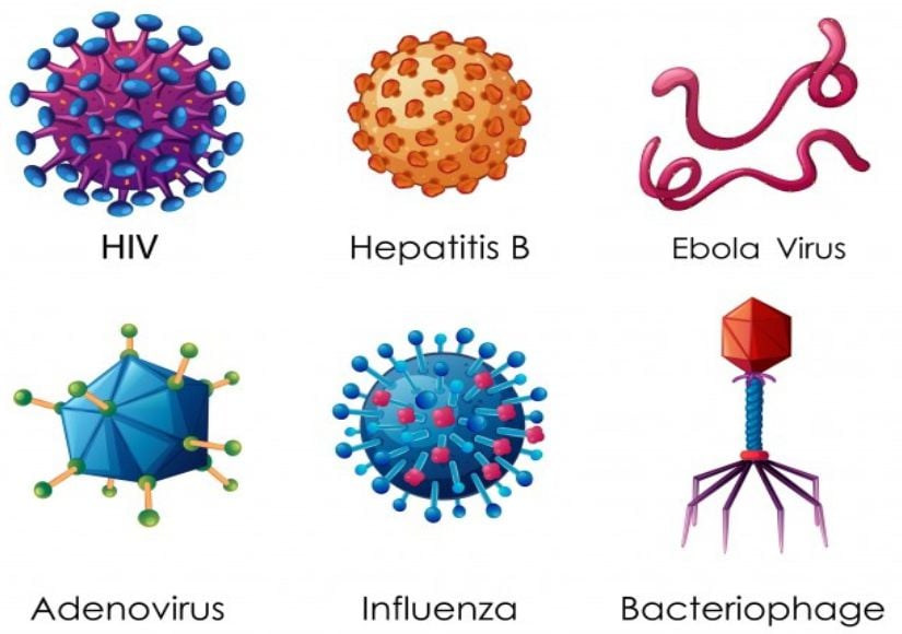 Çeşitli virüs morfolojileri.