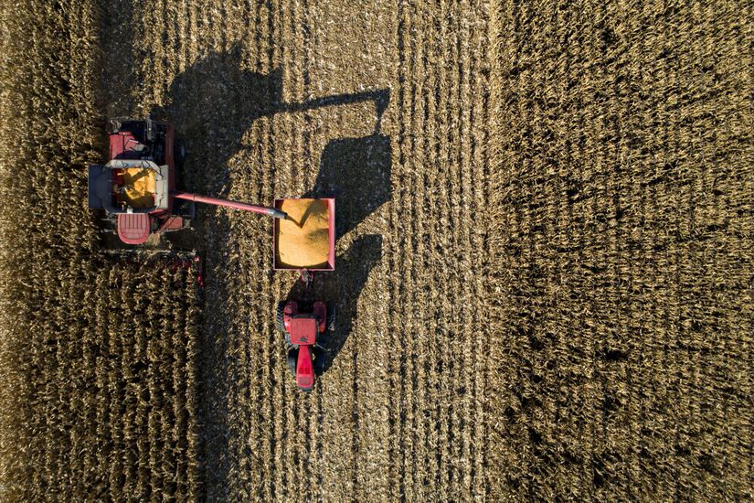 Princeton, Illinois'de makinalarla hasat edilen mısır.