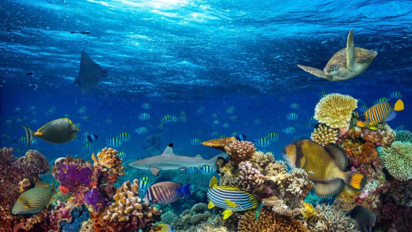 Mercan Resifleri ve Üzerinde Yaşayan Canlılar