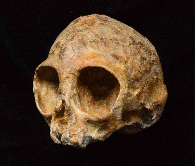 Alesi kafatsı yeni önerilen Nyanzapithecus alesi türüne ait.