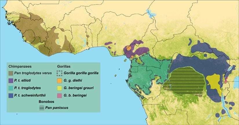 Görsel 3. Goril ve şempanze alt türlerinin dağılımları