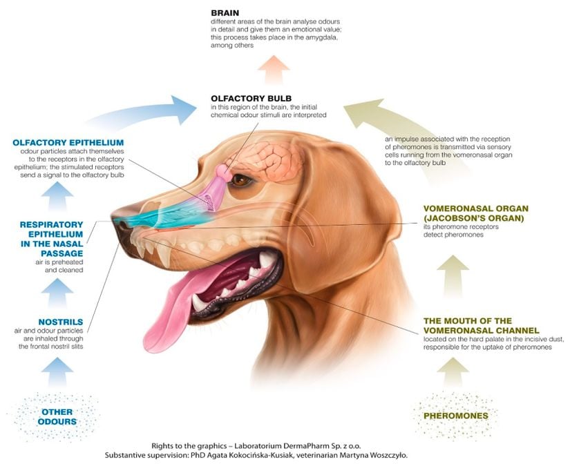 Köpeklerde bulunan 2 ayrı koku sistemi