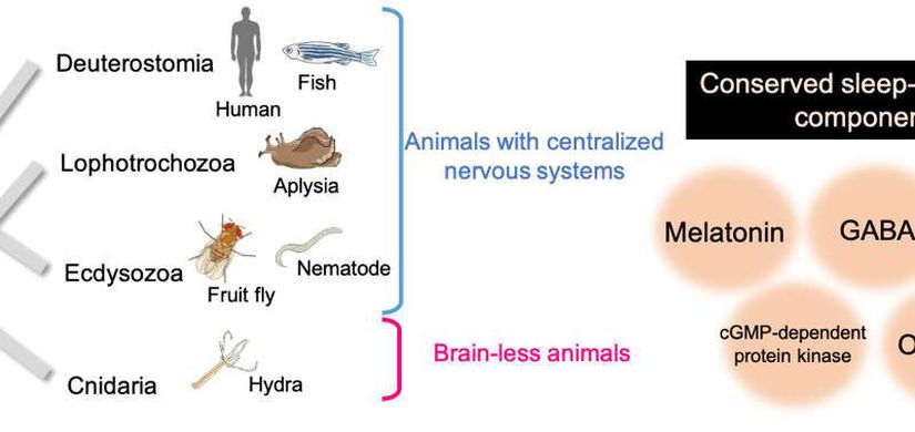 Kyushu Üniversitesi tarafından yürütülen ortak araştırma, beyne sahip olmayan hidralar ve merkezi sinir sistemi olan hayvanlar arasında çoklu uyku düzenleyici bileşenlerin evrimsel olarak korunduğunu gösteriyor.