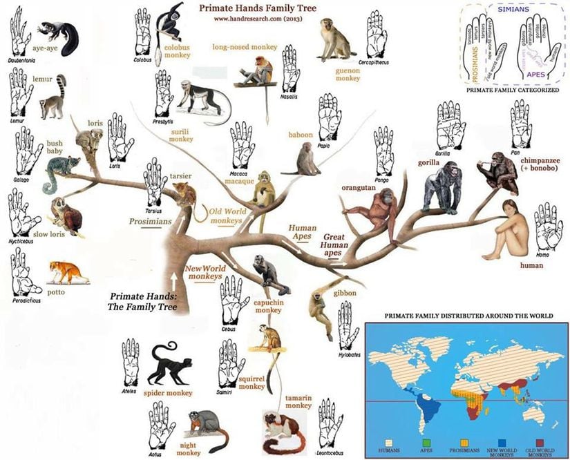 Primatların evrimi ve avuç içlerinin morfolojik görüntüsü.