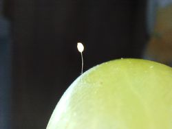 Udumbara bitkisi oldugundan şüpheleniyorum fakat çok emin degilim küf sinek yumurtası olabilir de deniyor tam olarak nedir bu?