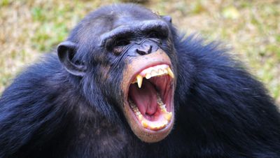 İnsan Harici Primatların da Dişleri Çürüyor mu? Diğer Primatlardaki Diş Çürüklerinin Sebebi Ne?