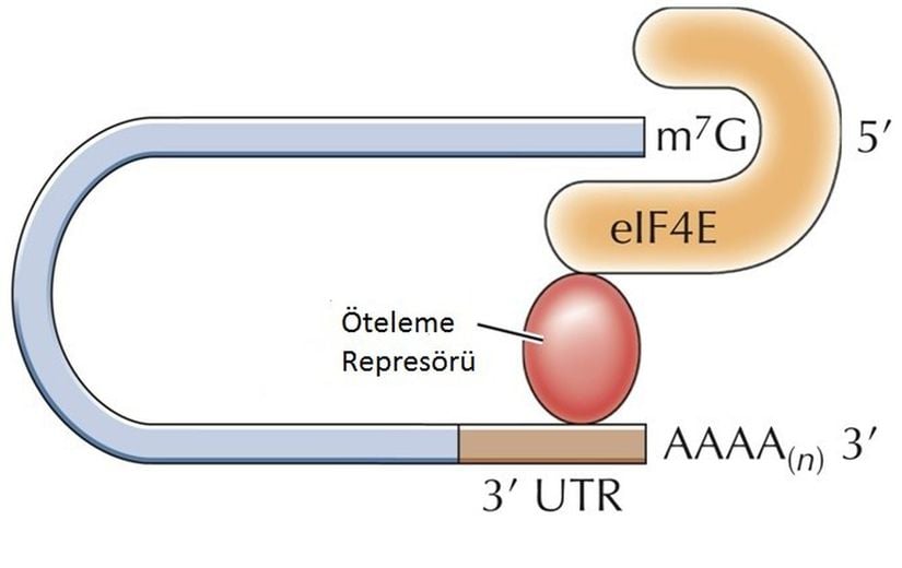 3’ proteine çevrilmeyen dizilere çevrimsel baskılayıcı bağlanması: Çevrimsel baskılayıcılar 3’ proteine çevrilmeyen bölgedeki (UTR) düzenleyici dizilere bağlanabilirler ve 5’ kep bölgesine bağlı olan başlatma faktörü eIF4E’e bağlanarak translasyonu engeller. Bu da normal başlatma kompleksinin oluşumunu durdurarak çevrimi engeller.