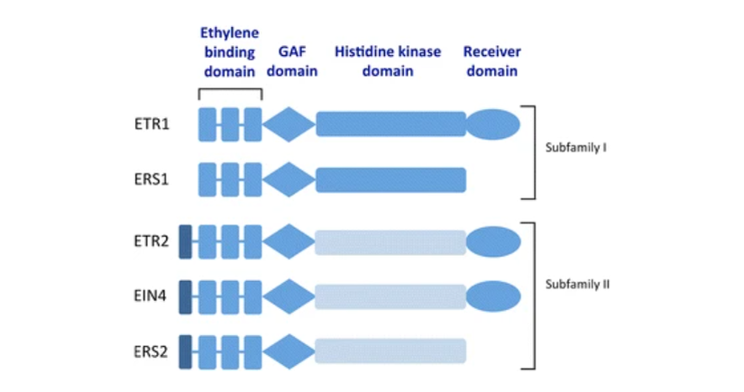 Arabidopsis'teki beş etilen reseptörü izoformu; Etilen bağlama alanı, dikey mavi çubuklarla temsil edilen N-terminalinde üç adet korunmuş transmembran alandan oluşur. Reseptörler iki alt aileye ayrılır. Alt-aile II reseptörleri, muhtemelen bir sinyal dizisi olarak hizmet eden N-terminalinde dördüncü bir transmembran alanına (koyu mavi) ve in vitro serin/treonin kinaz aktivitesini gösteren dejenere bir histidin kinaz alanına (açık mavi) sahiptir. Diğer bitki türleri benzer etilen reseptör izoformlarına sahiptir.