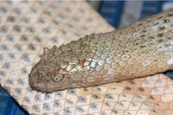 Neden Acalyptophis Peronii (Horned Sea Snake) deniz yılanı ve birkaç tane daha yılan türünde boynuzları var?Boynuzun evrim üzerindeki yeri nedir?