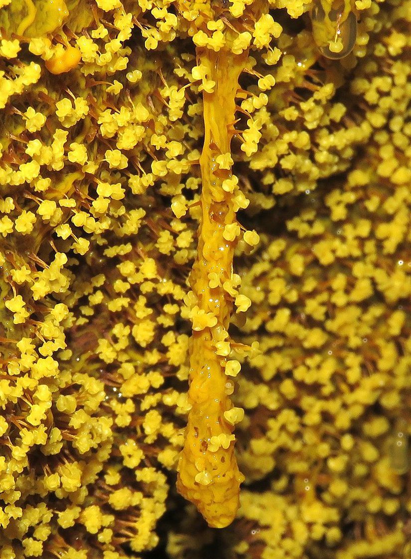Physarum polycephalumun sporlanması
