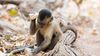 İnsan-Harici Hayvanlarda Arkeoloji: Başlıklı Maymunlar 3.000 Yıllık Bir Arkeolojik Kayda Sahip!