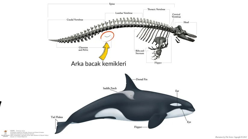 Katil balinalar bir yunus türüdür. Yunuslarda da arka bacaklardan ve leğen kemiğinden kalma körelmiş yapılar bulunmaktadır.