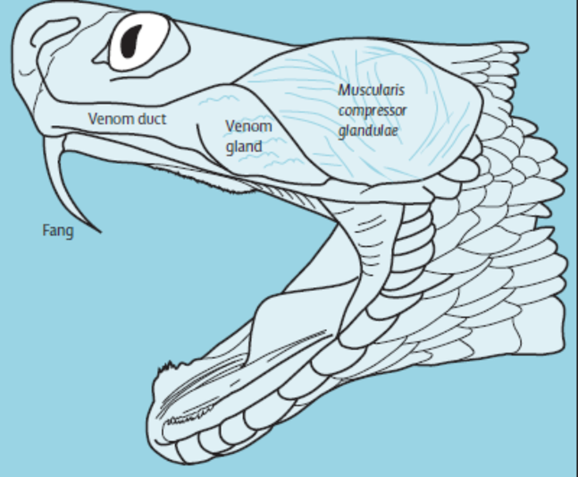 Yılan kafa anatomisi...