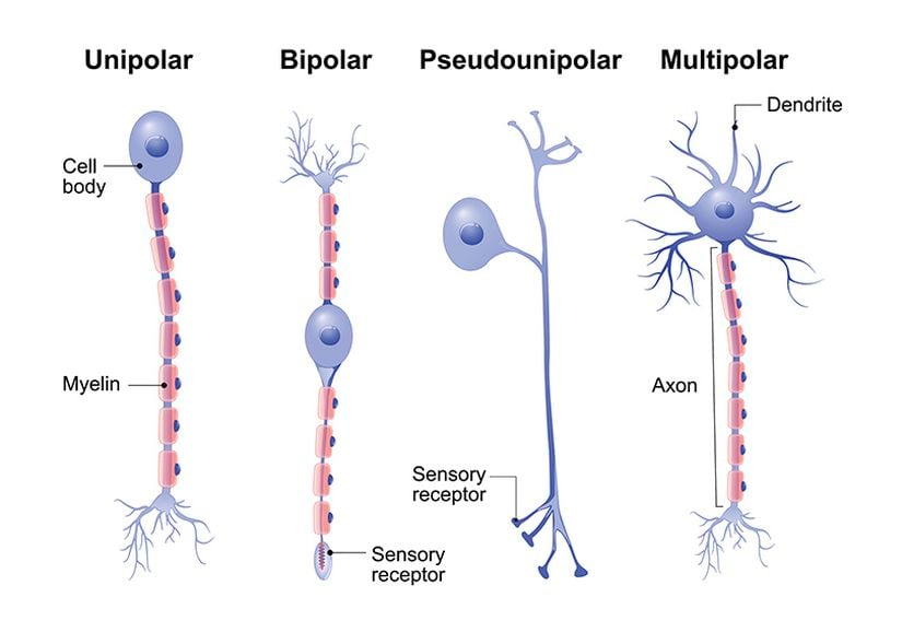 Nöron varyasyonları ve anatomileri.