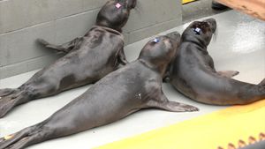 Communities Unite To Rescue Marine Mammals