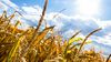 Paris Antlaşması Şartları Sağlansa Bile, İklim Değişimi Nedeniyle Buğday Tarlalarında Kuraklık Yaşanabilir!