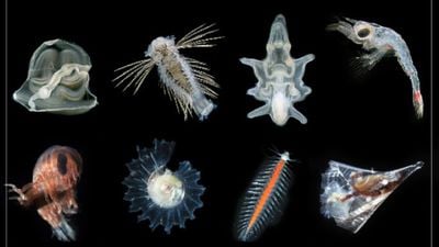 İlk Hayvanlar, Dünya Okyanuslarını Oksijenlendirerek Karmaşık Yaşamın Evrimini Hızlandırmış Olabilir!