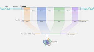 New Proteins Emerge From Non-Coding Genes