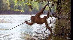 Erken İnsansılar Et Yemeye Sanılandan Erken Başlamış Olabilir: Orangutanlar Alet Kullanarak Balık Avlayabiliyor!