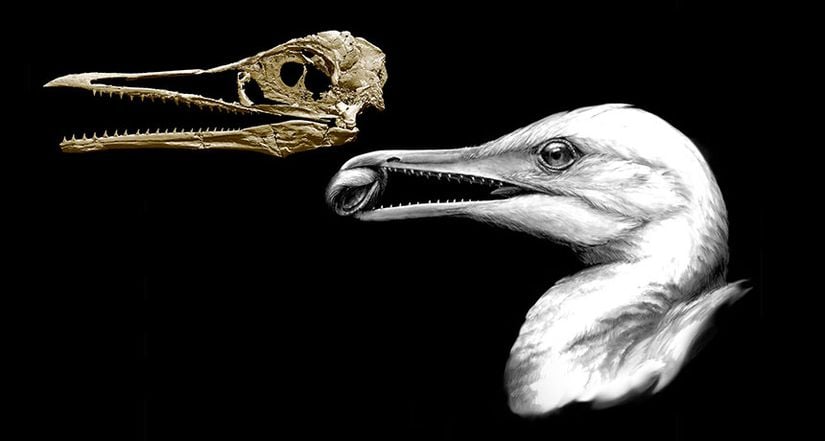 Ichthyornis dispar türü dişli kuşa ait fosil ve rekonstrüksiyonu