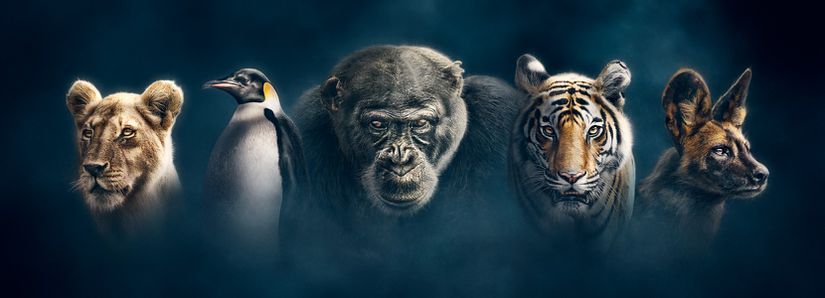 Bu belgeselde soyları tehlike altında olan beş türü yakından izleriz.
