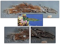 Neden kemikli turna balığı fosillerinin evrimi çürütebileceğine inanılıyor?