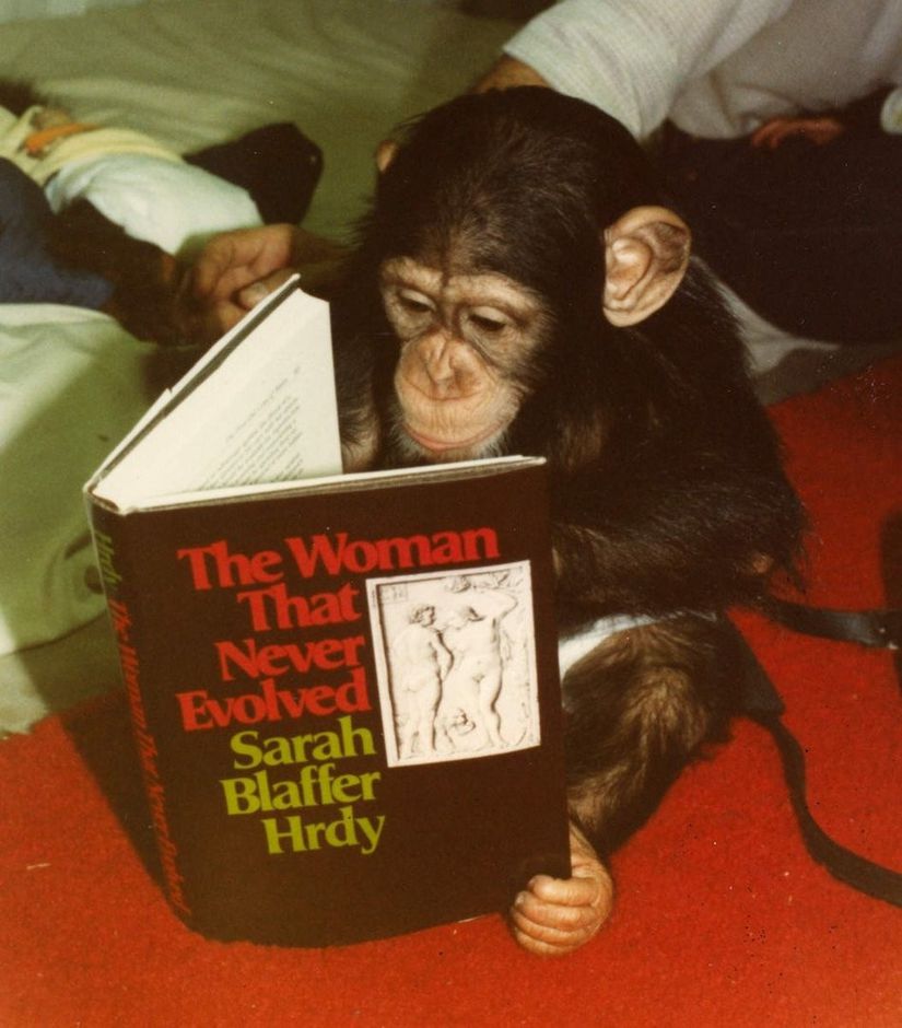 ABD'deki Oakland Hayvanat Bahçesi'nde yaşayan şempanzelerin kitap okumasıyla ilgili bir haberden alınmıştır.